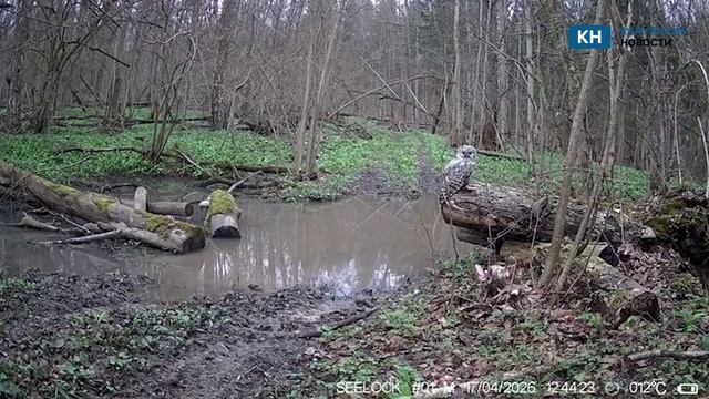 Огромная сова попала в объектив фотоловушки в лесах Калужской области