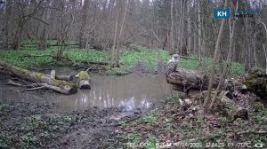 Огромная сова попала в объектив фотоловушки в лесах Калужской области
