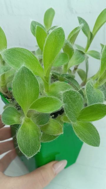 Tradescantia Pale Puma