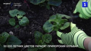 50 000 летних цветов украсят Приморский бульвар