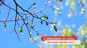 Молодая листва леса | С любовью от Бога