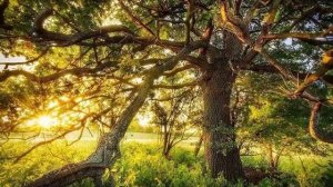 Золотая осень России.