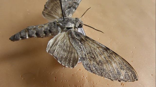 БРАЖНИКИ: 727. Pantophaea oneili