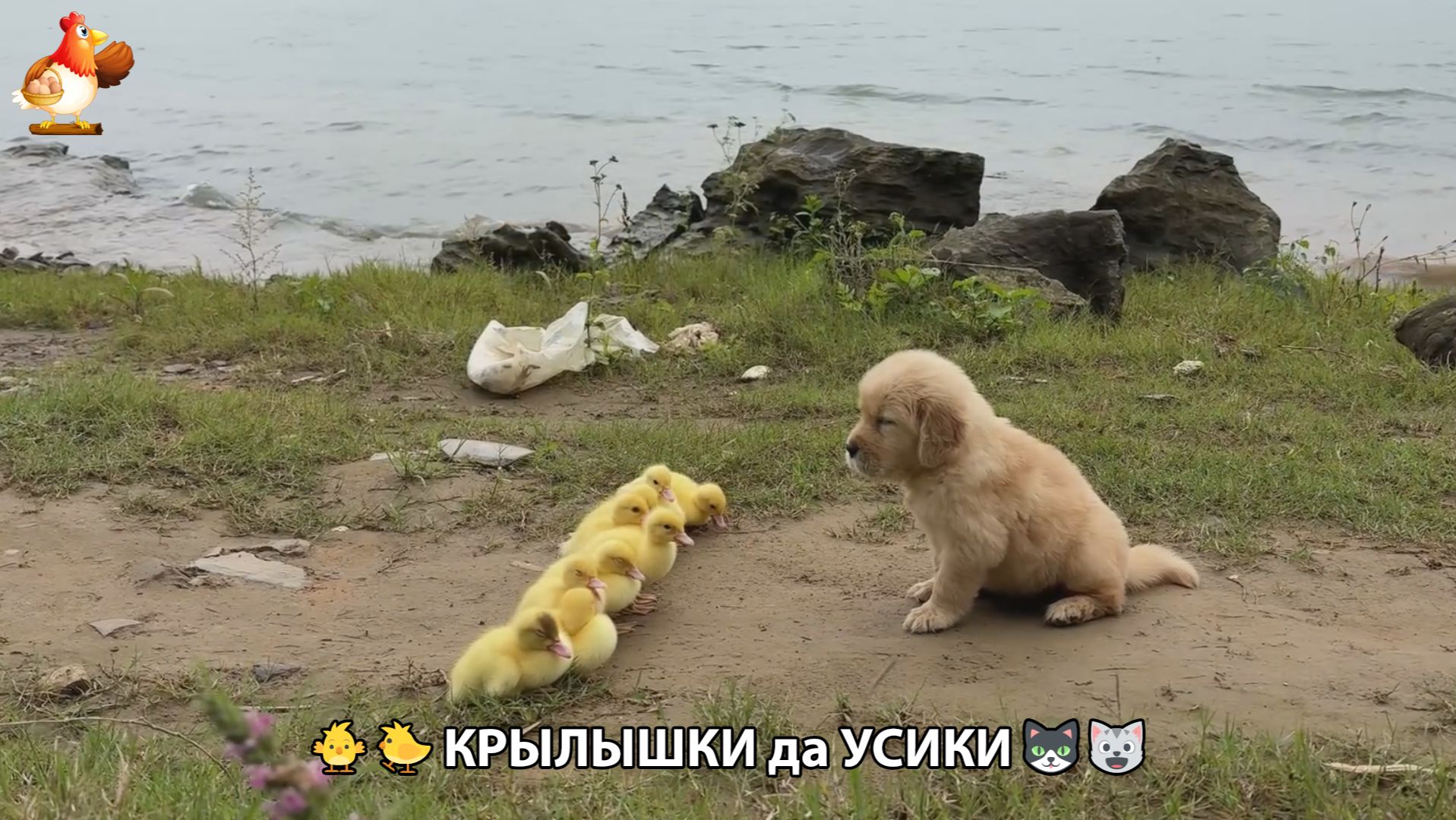 Утята и Цыплята - Кошки и котята, Собаки и щенята 348 Хвостики да Усики ❣️