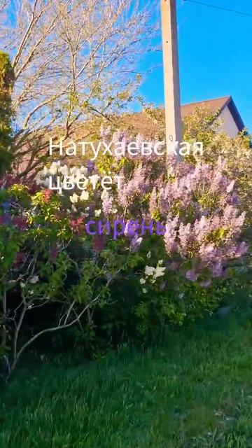 в Натухаевской цветет сирень 🌸