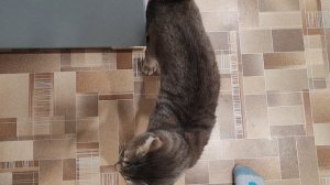 кот в деревне говорит мяу