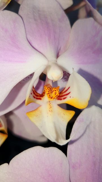 Орхидея Salinas.