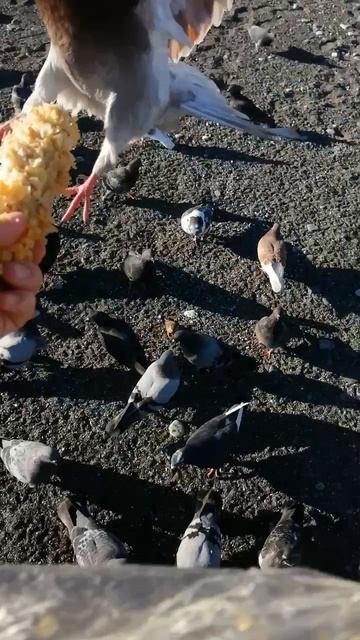 голуби едят кукурузу