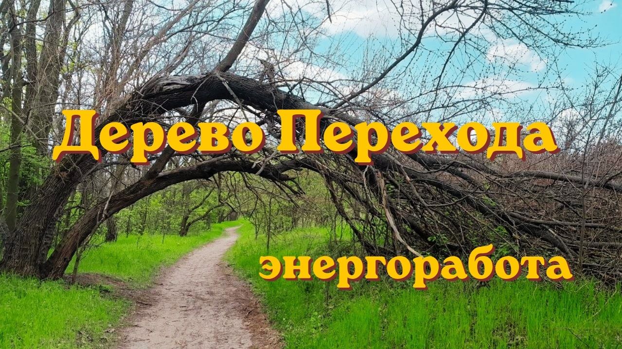 Дерево Перехода  Другая реальность  Энергоработа #вселеннаяя #энергоработа #новаяреальность