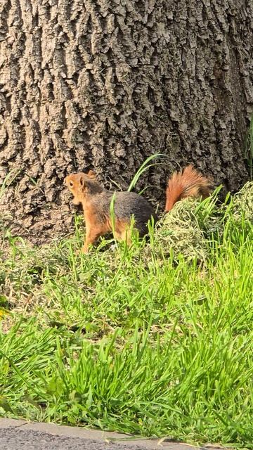 Белка в парке Островского. Ростов-на-Дону. 29 апреля 2026г