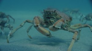 Скат. Обжора по необходимости