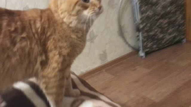 Есть кое что.