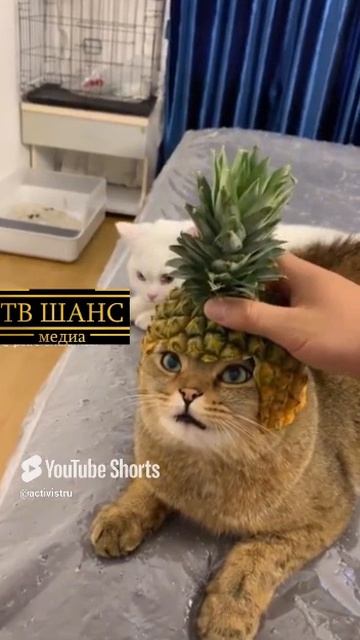 СФИНКС!!!   #кошка #кот #киса #киска #котяра #ананас #африка #индус #египет #БольшойСфинкс