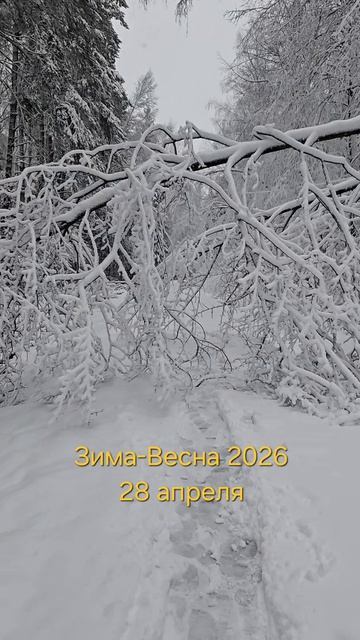 Зима-Весна 2026, 28 апреля - продолжение сильнейшего  снегопада в Московской области