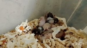 Я ОШИБЛАСЬ… их не 12 😱 оказалось 13 хомячат!