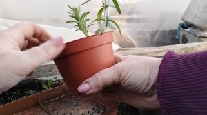 Садово-огородная сага. Лабелия и лаванда.