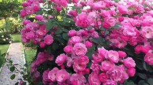 РОЗА АНЖЕЛА. КАК ВЫРАСТИТЬ КУСТ 2х3м.