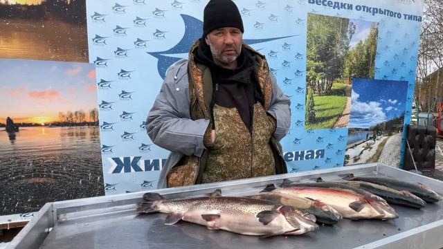 Улов суточника