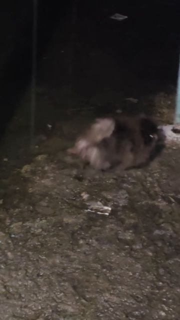 Шпиц не знает, как вернуться домой. #шпиц #собака #животные #шпицы