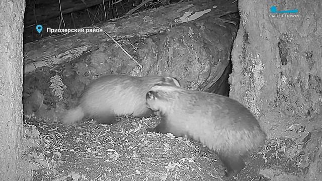 Ремонтные дела семейства барсуков хлопоты многодетного лиса и беззаботный холостяк-медведь