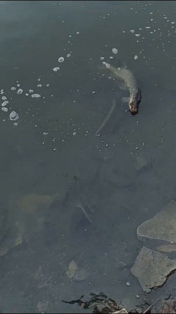 Поймал жадную щуку!