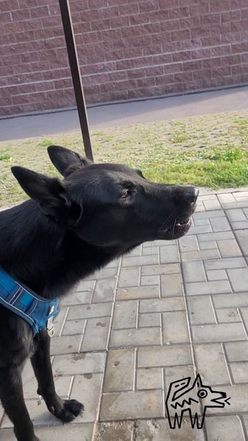 Воет как волк