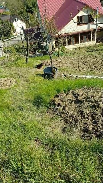 Неваляшка Мавик.🐕