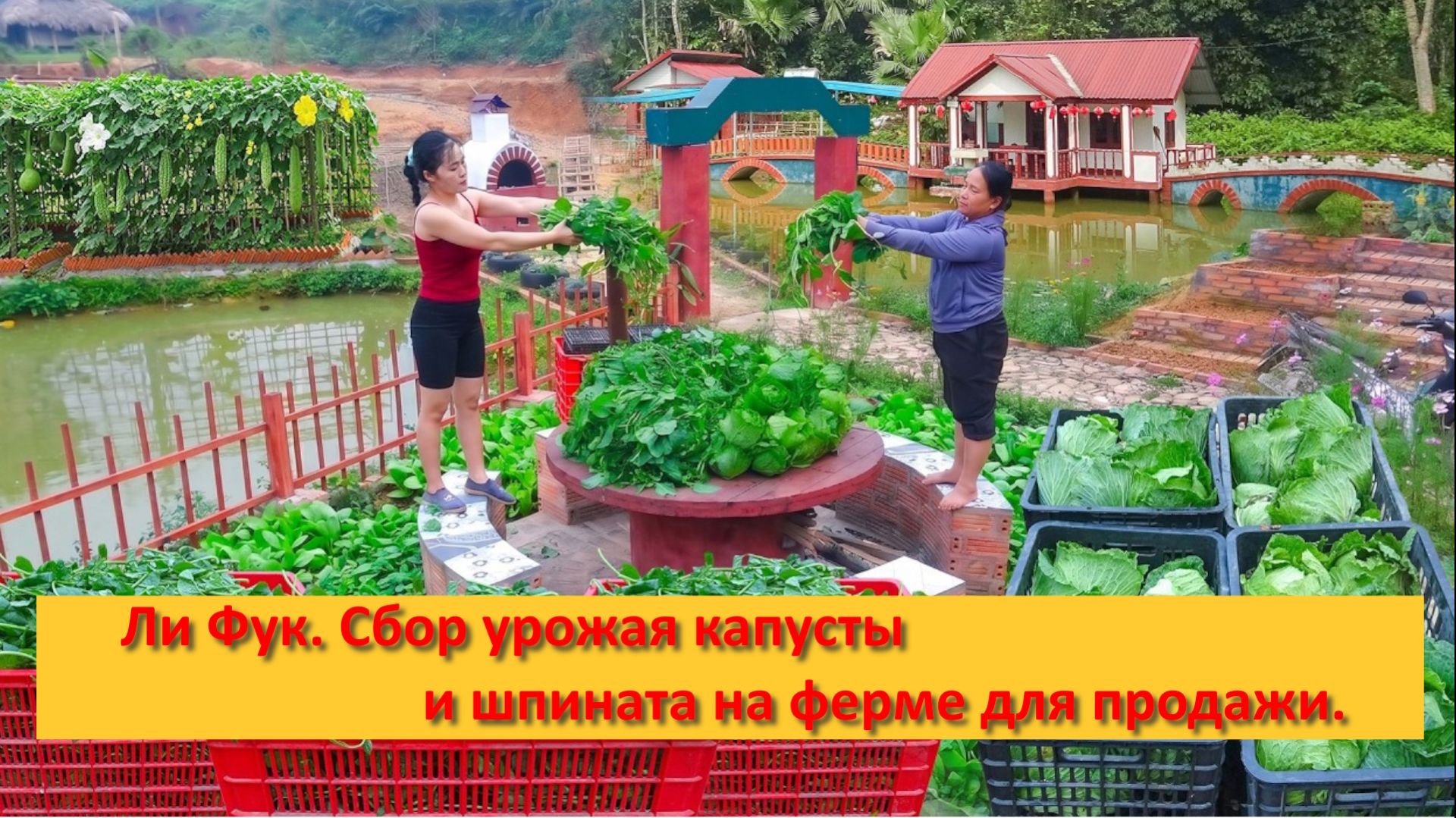 Ли Фук. Сбор урожая капусты и шпината на ферме для продажи.