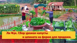 Ли Фук. Сбор урожая капусты и шпината на ферме для продажи.