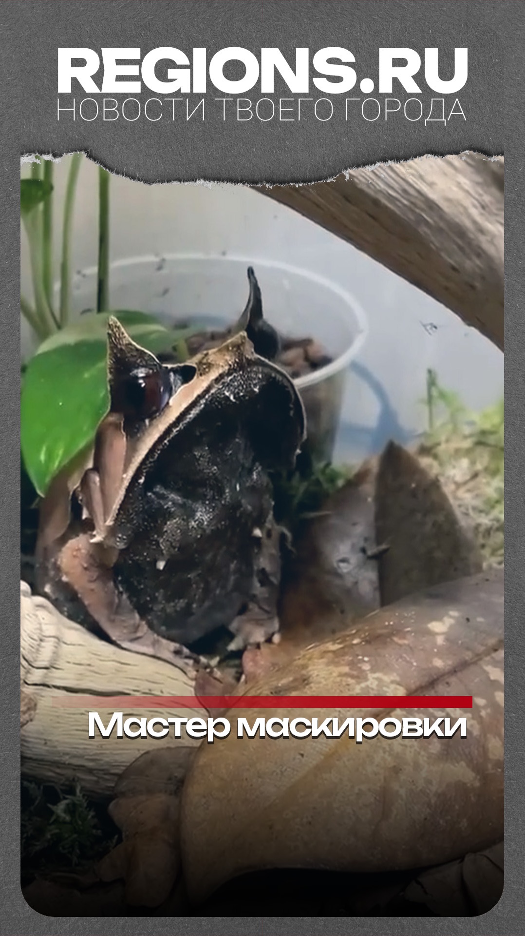 Мастер маскировки