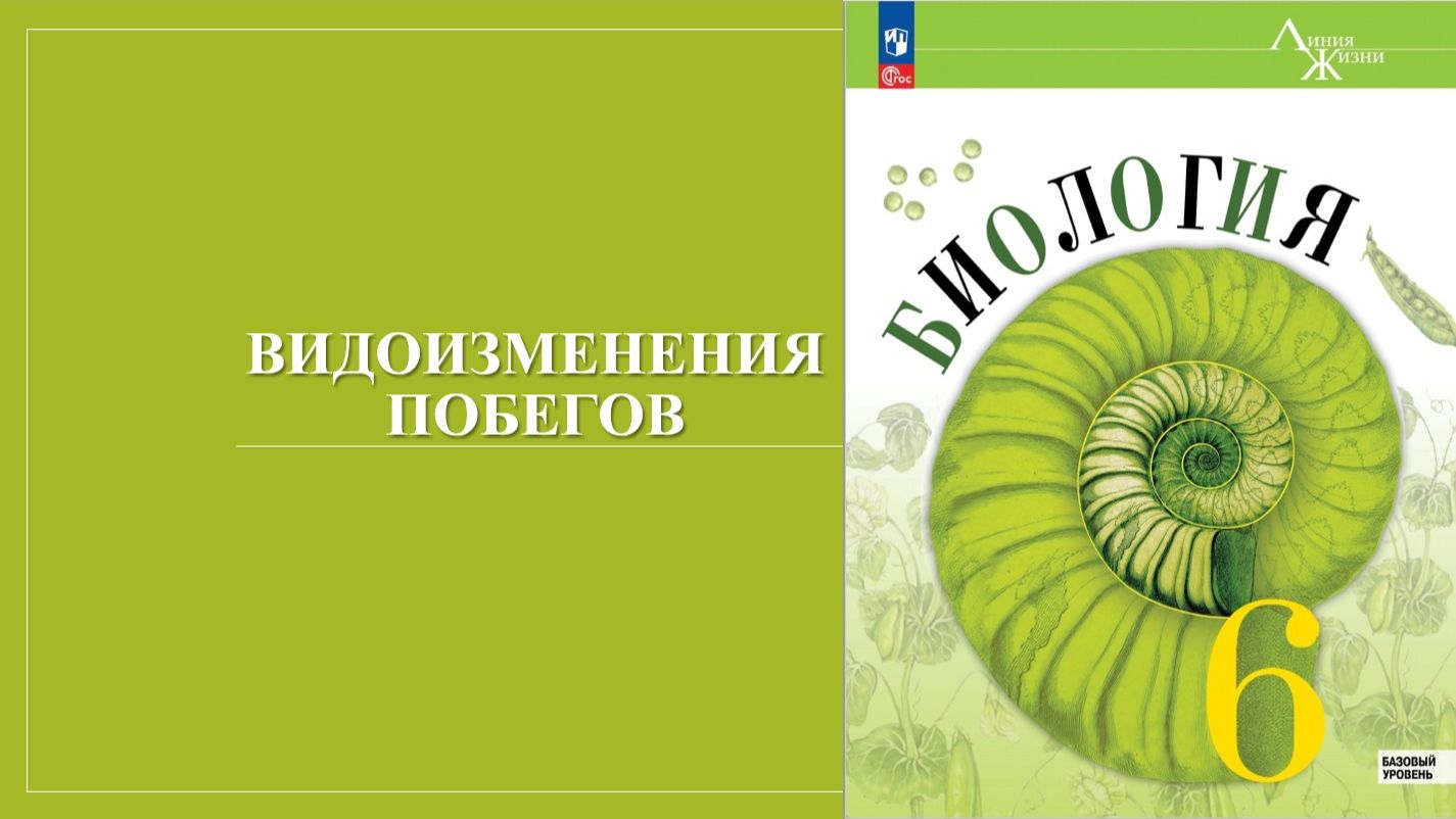 Урок 15. Видоизменения побегов