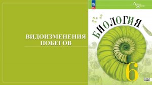 Урок 15. Видоизменения побегов