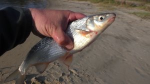 ВОТ ОНАААААА ВЕСЕННЯЯ РЫБА МОЕЙ МЕЧТЫ.