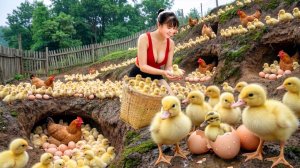 Фуонг купила много утят, отправляюсь на рынок и продаю. / История Фуонг.