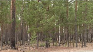 Шлагбаумы установят на въездах в тюменские леса с высоким классом пожарной опасности