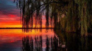 СРЕДИ ПАРКОВЫХ ИВ...