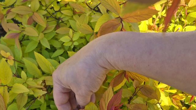 У МАМЫ СЕДЫХ ВОЛОС ДОБАВИТЬСЯ КОГДА ТО НАДО НАЧИНАТЬ 