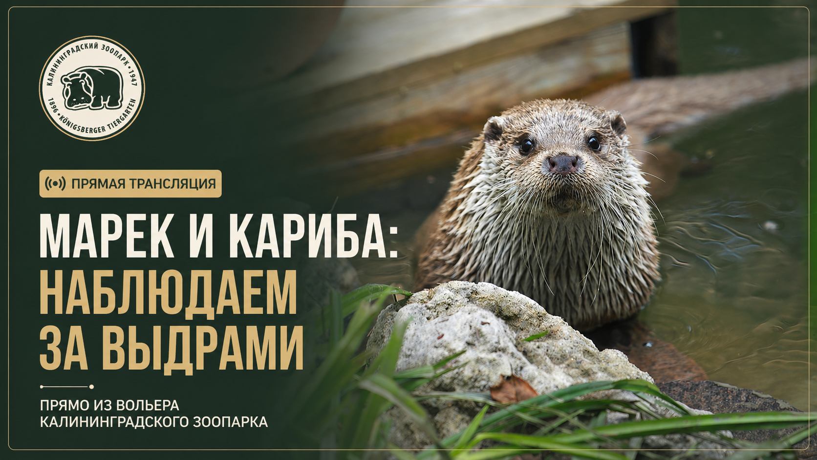 Марек и Кариба: наблюдаем за выдрами