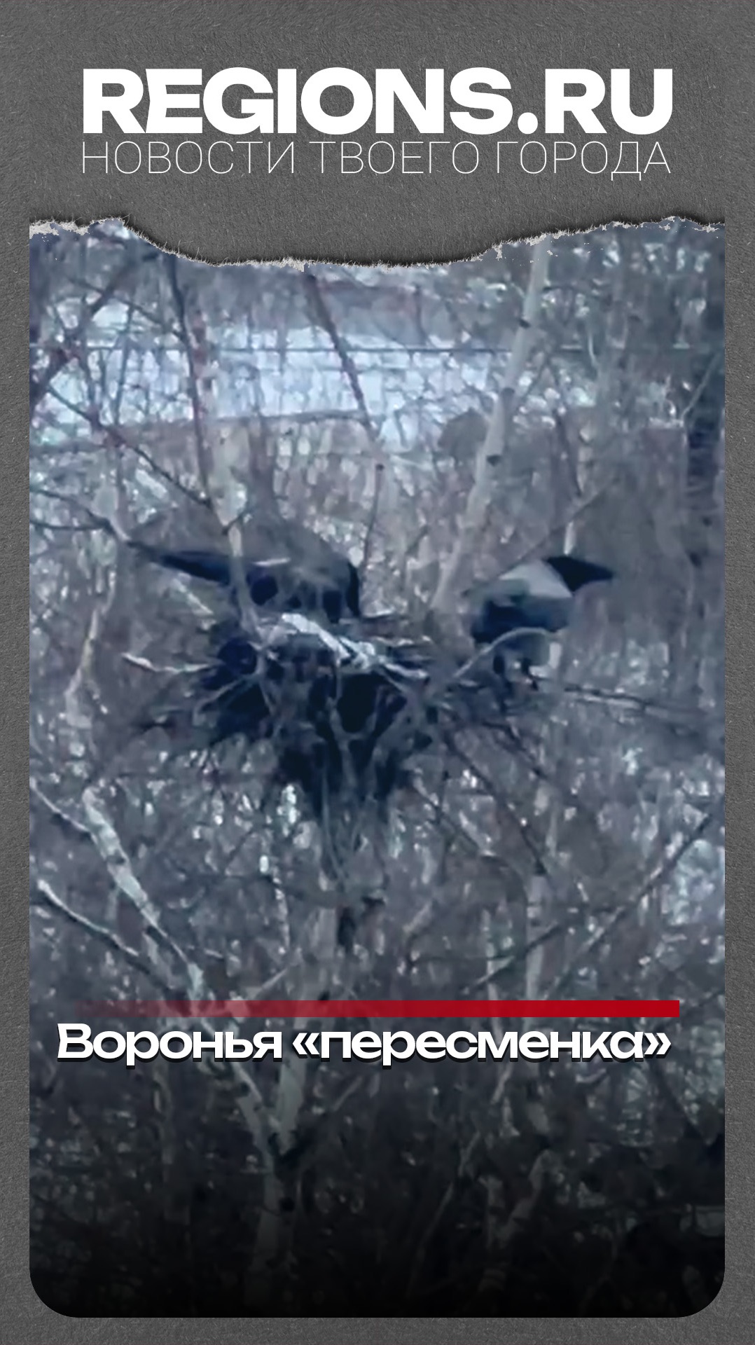 Воронья «пересменка»