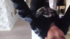 отжимаюсь 70 раз Простите что не 100 раз