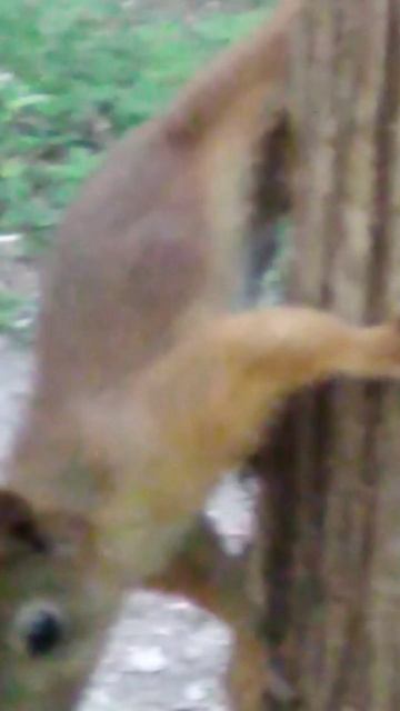 Белка и кормушка