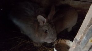 Утро в деревне