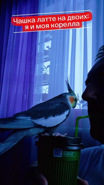 Чашка латте на двоих корелла попугай кофе латте parrot corella cockatiel