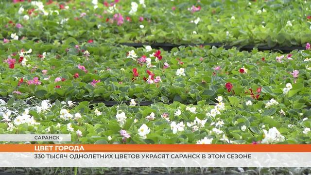330 тысяч однолетних цветов украсят Саранск в этом сезоне