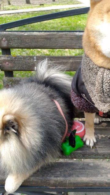 собака улыбака сиба приколы - мы с Тамарой сидим парой