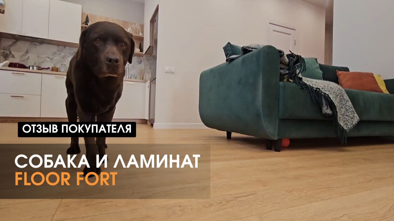 HDF ламинат Floor Fort и собака: что будет через год?
