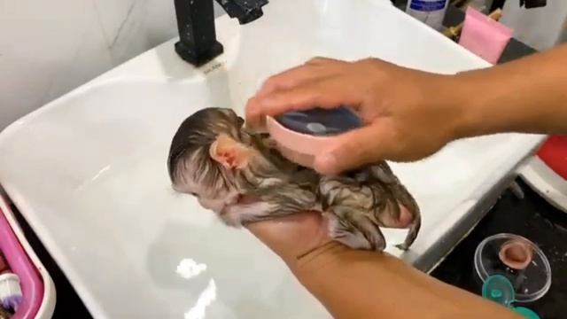 Как маленькая обезьянка доверяет большим мужским рукам папы заделавшимся мамой...   1000046937.mp4