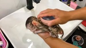 Как маленькая обезьянка доверяет большим мужским рукам папы, заделавшимся мамой...   1000046937.mp4