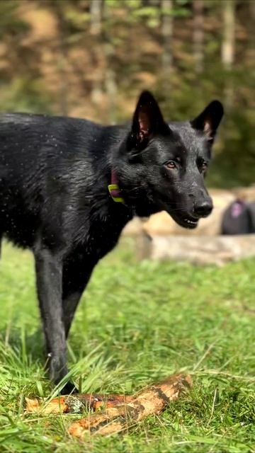 Летняя прогулка с собакой