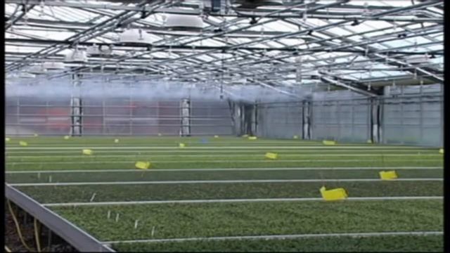 Микроспринклер FOGGER туман в професиональной теплице